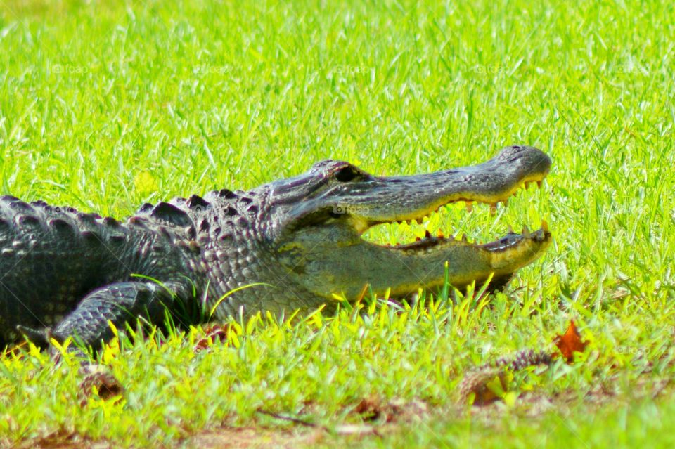 Large Mouth Alligator 