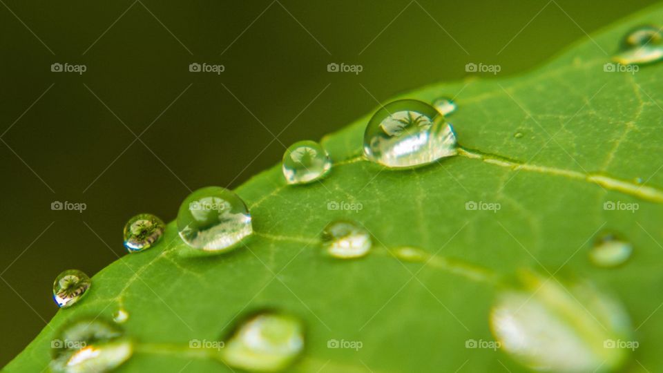 Water drops on green leaf