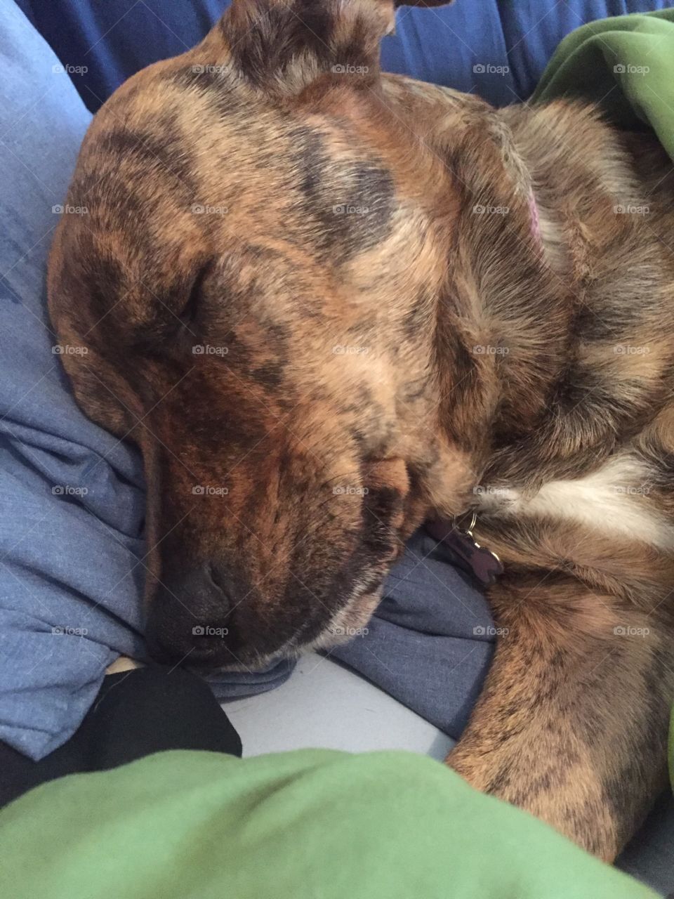 Plotthound Dog Sleeping 
