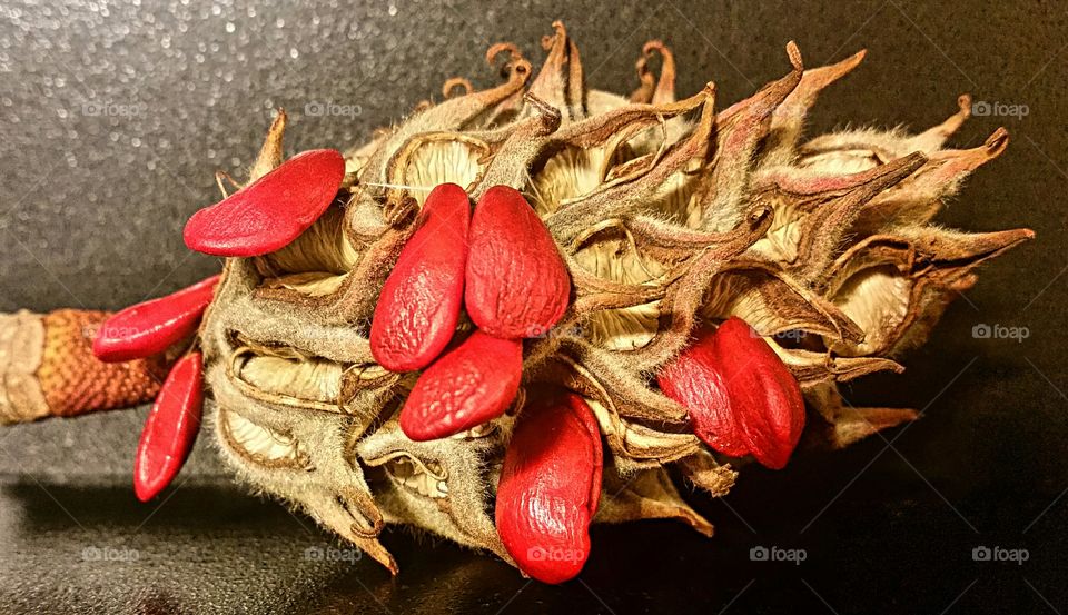 Bright Red Seeds in a "Curly Cued" seed pod!