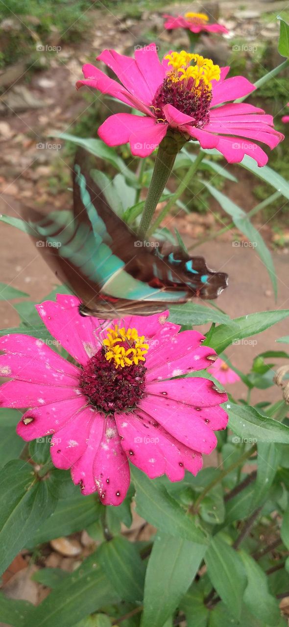 Tosca green butterfly perched on a flower