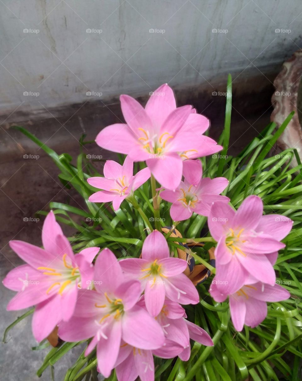 Rain lily flowers captured in the morning