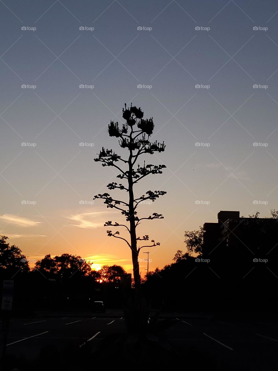 A magical sunset creating a beautiful silhouette of the century plant flower that flowers after 25 to 30 years of growth.