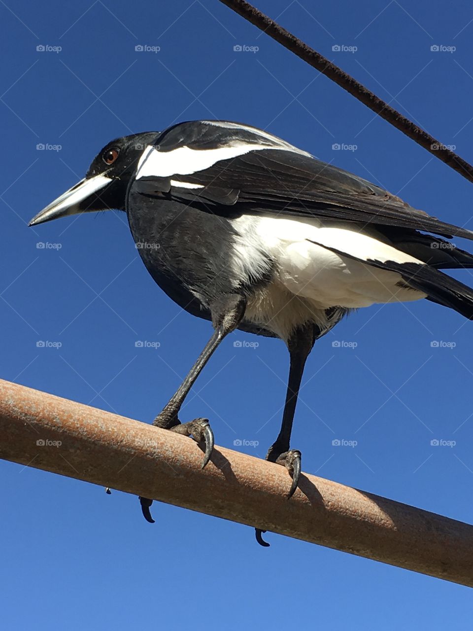 Australian magpie closeup, back view plumage, angled from ground up