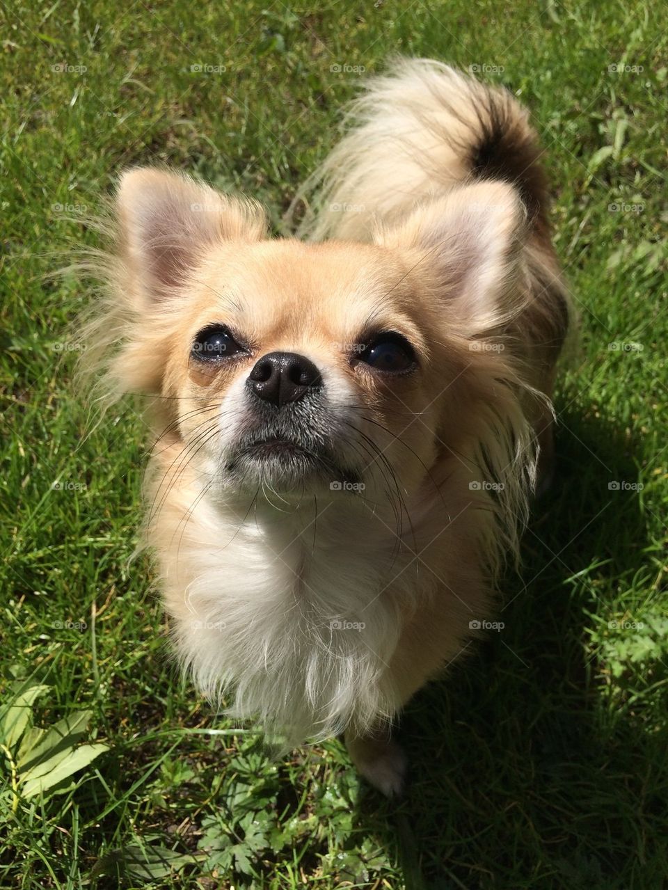 Chihuahua looking at birds