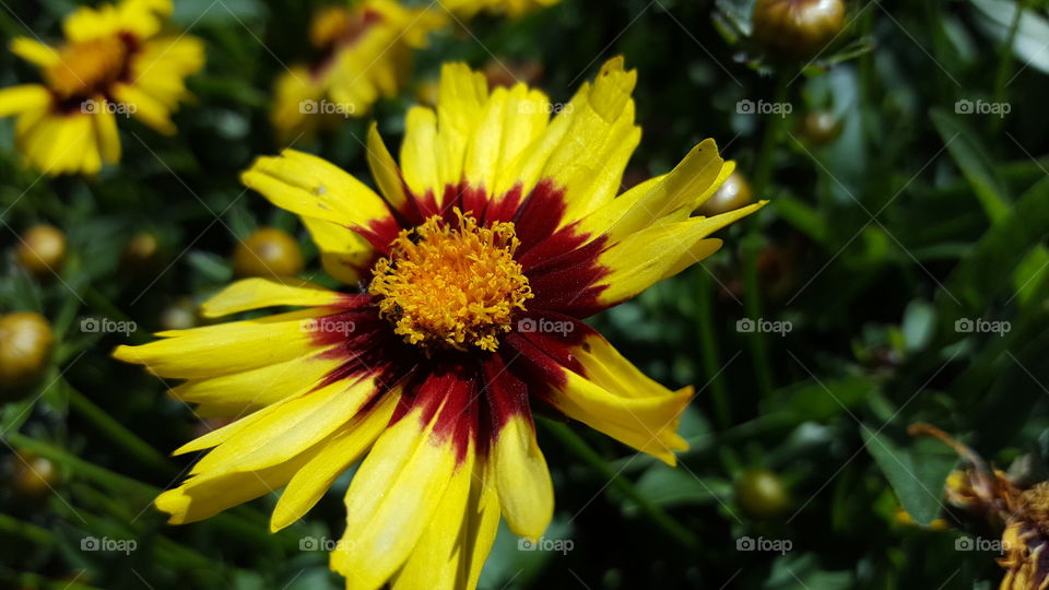 yellow flower