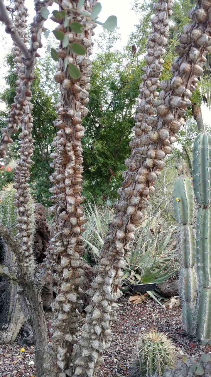 Tall Desert Cactus