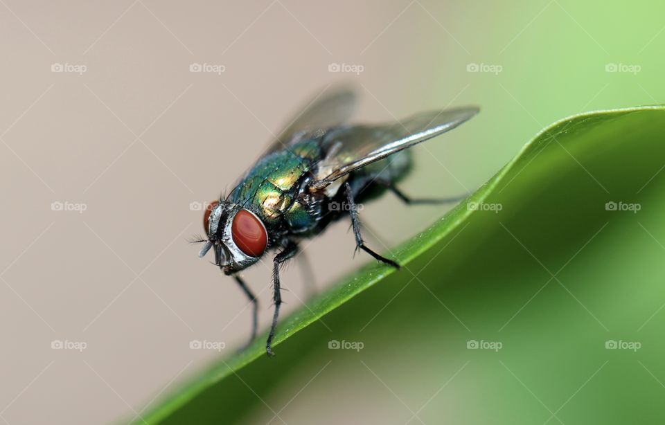 Fly on a Leaf