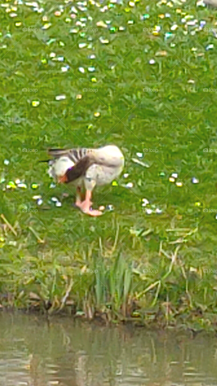 The duck cleans its body from the lake shore || The duck cleans its own body || Goose || The duck standing by the lake