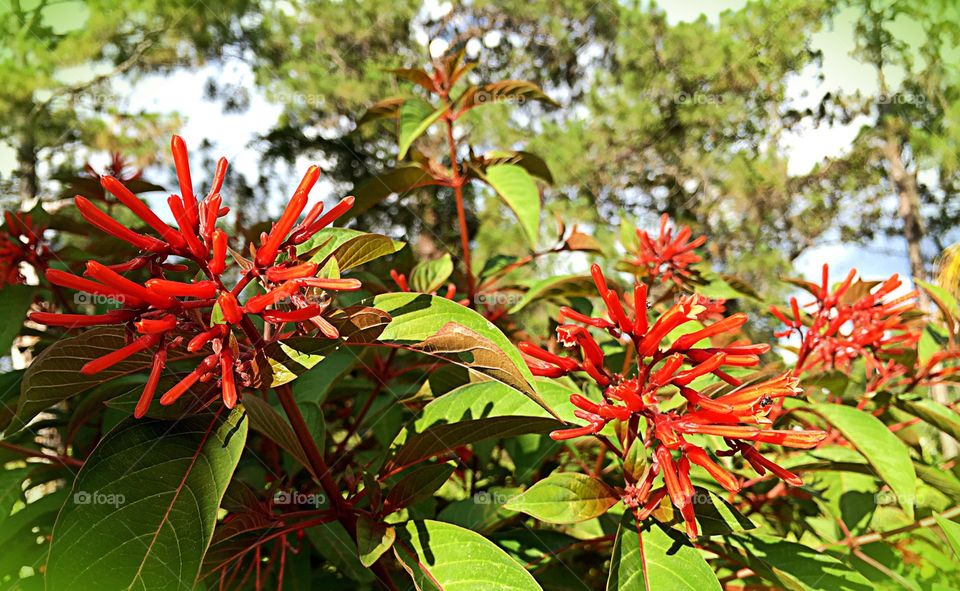 Red fire bush blossoms