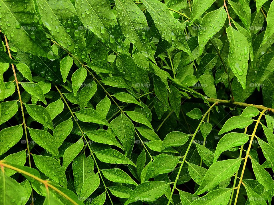 After rain leaf