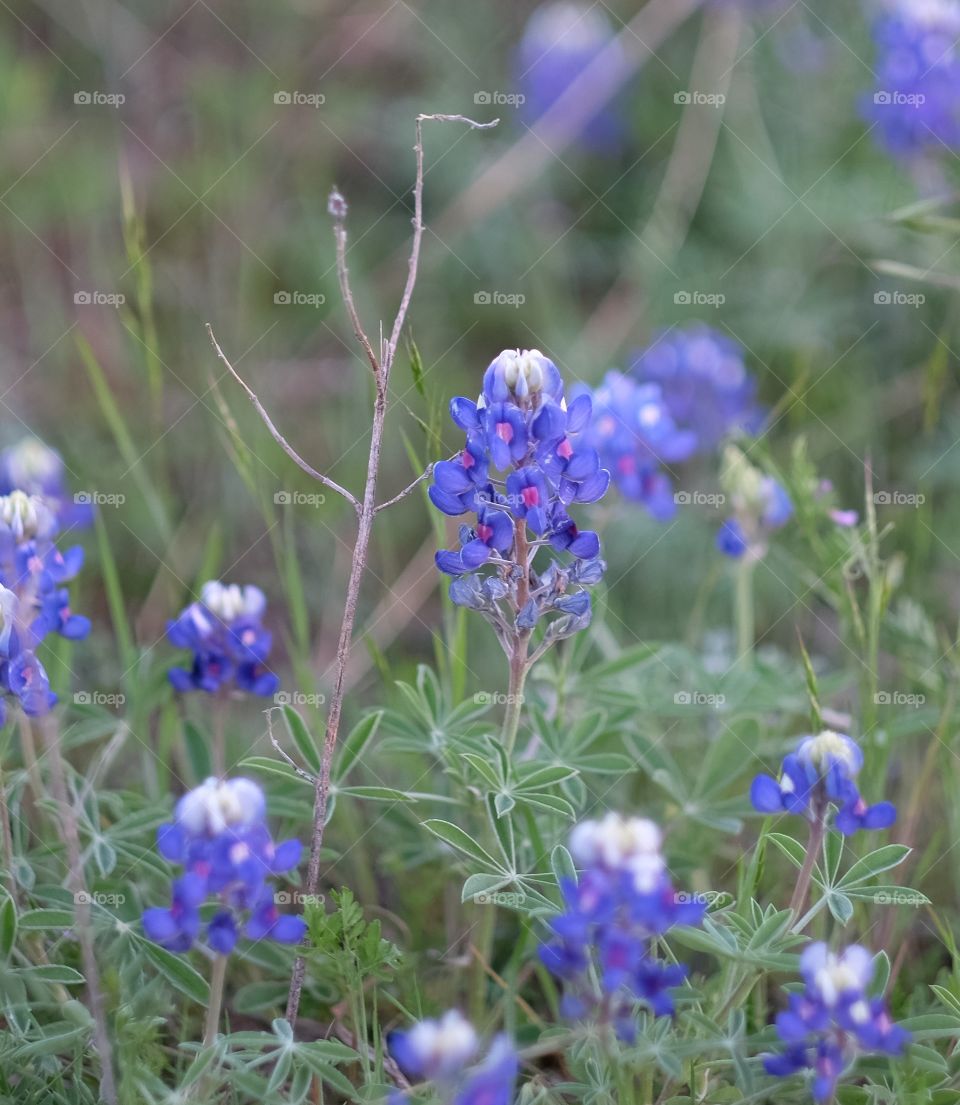 Bluebonnet 