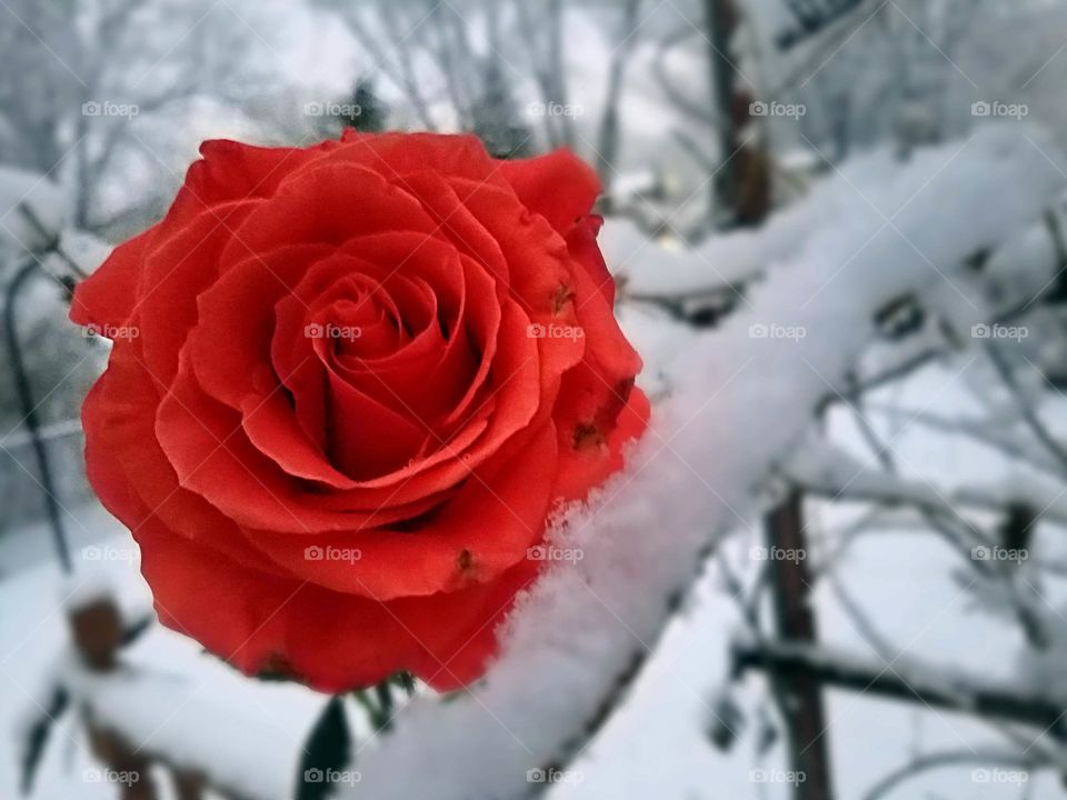 rose in the winter