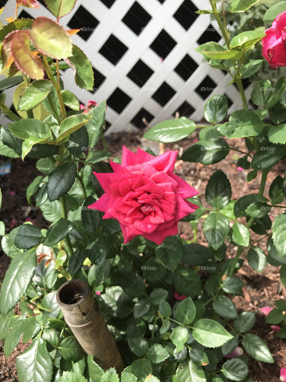 Rose in a summer graden 