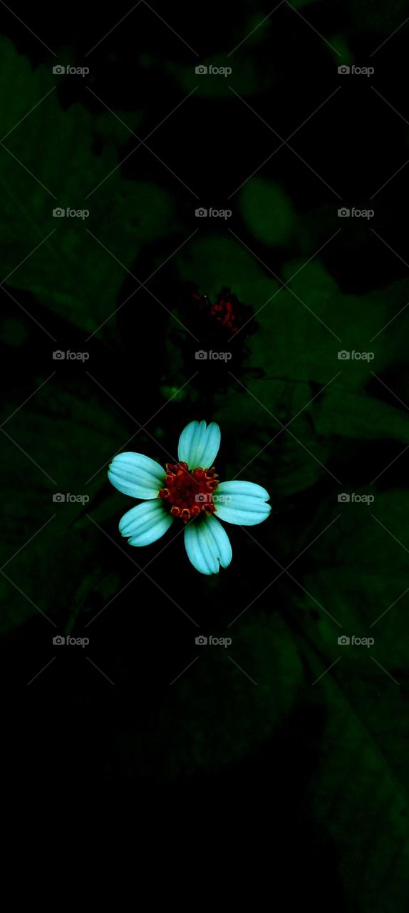 naturelove, beautiful, drak, background, white, flowers