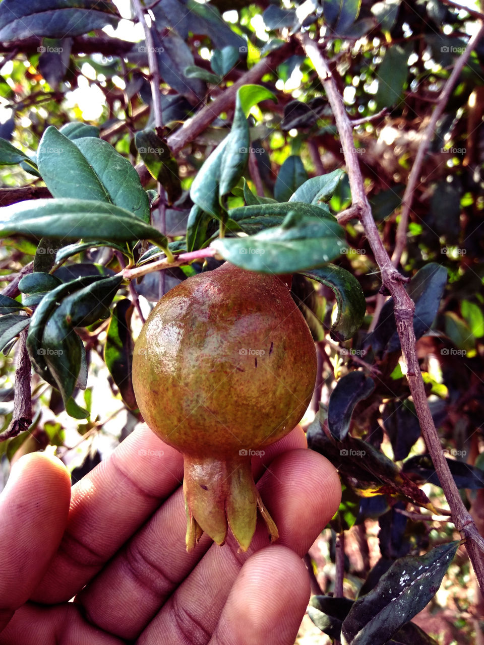 Pomegranate on tree