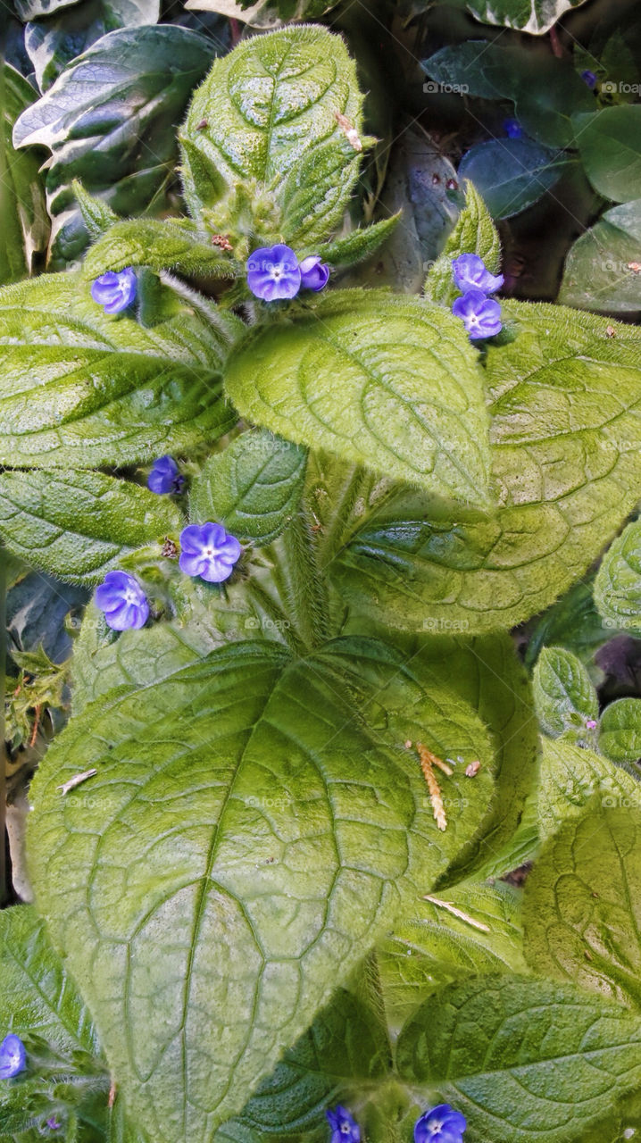 green flowers garden summer by chris7ben