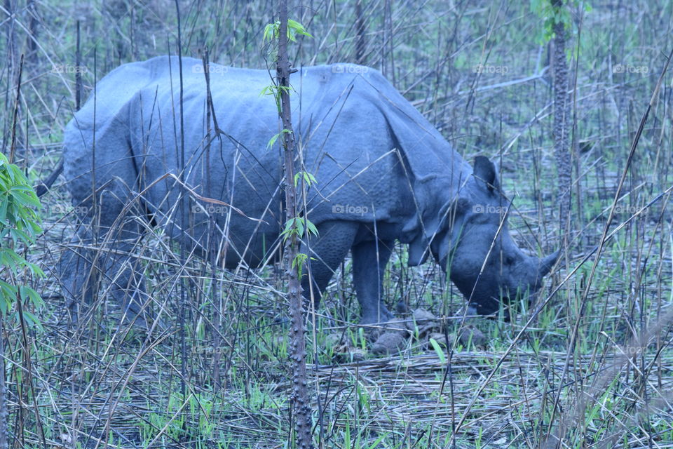 Rhino@kaziranga national park