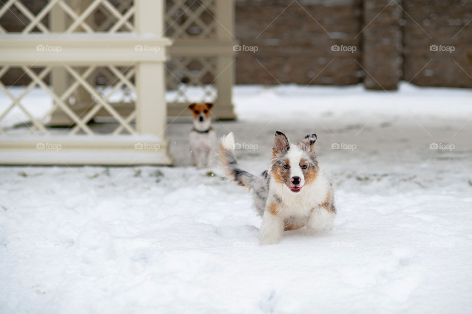 Dogs playing together