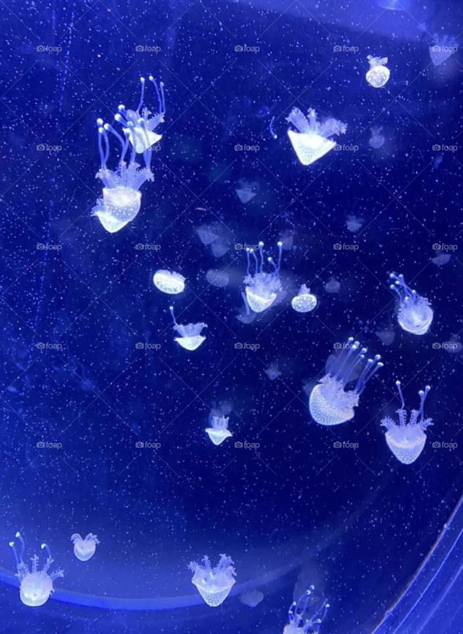 Jelly fish