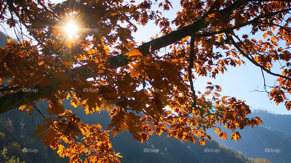 Warming sun rays