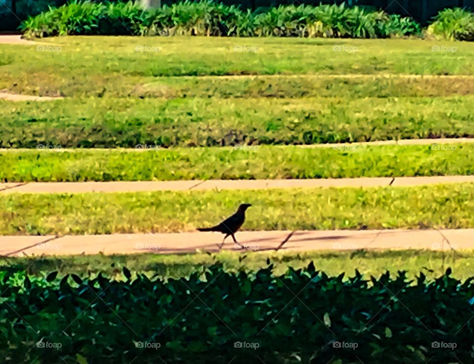 Nature, Field, Agriculture, Food, Flora