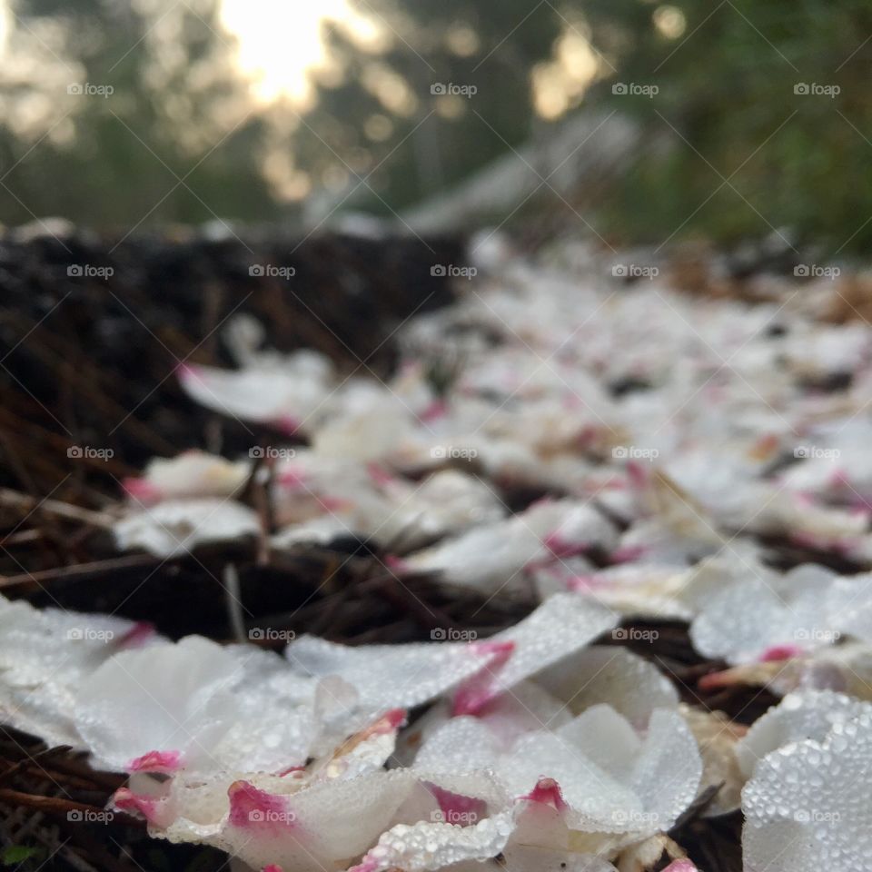 Petals on the ground 