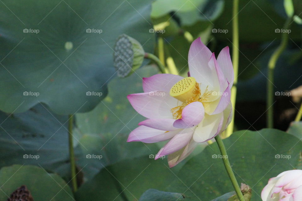 a lotus flower growing in a community park pond on its last cycle of blooming before it loses its petals.  in the city of Sacramento California