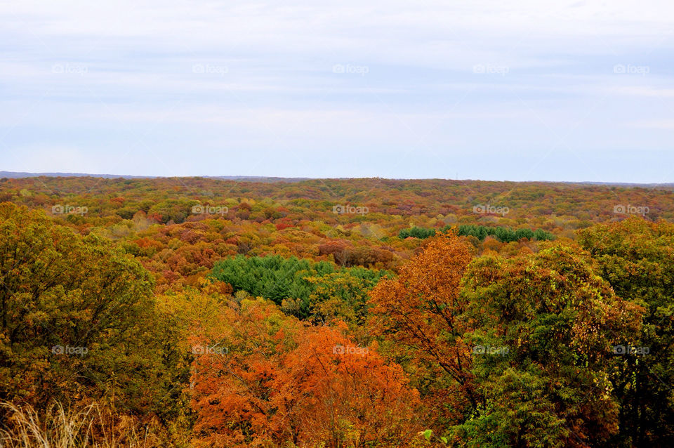 nature outdoors colors tree by refocusphoto