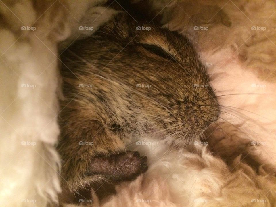 Baby squirell sleepind