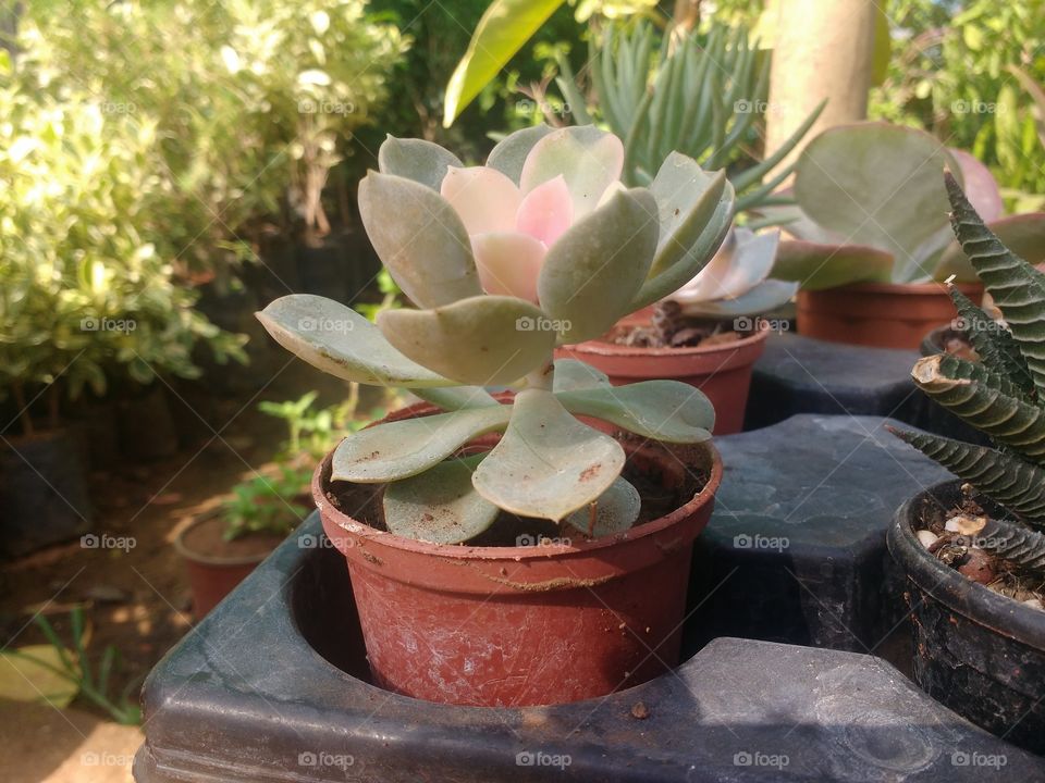 show pice original mini plants
