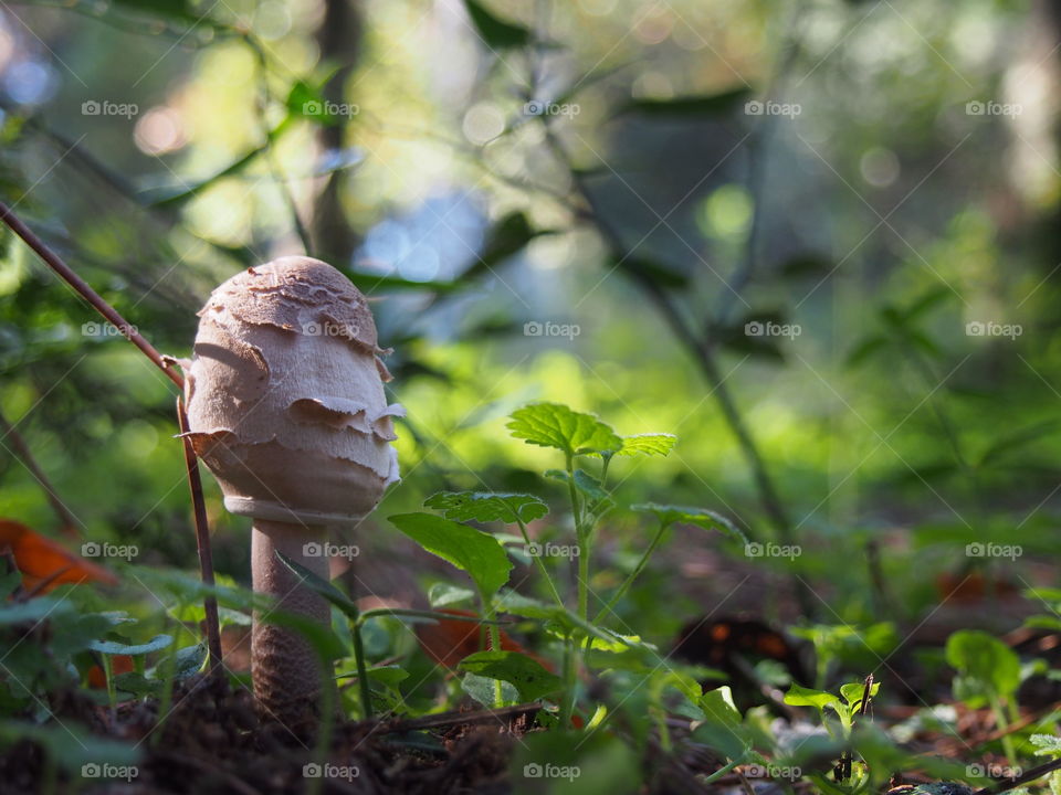 mushroom in the forest