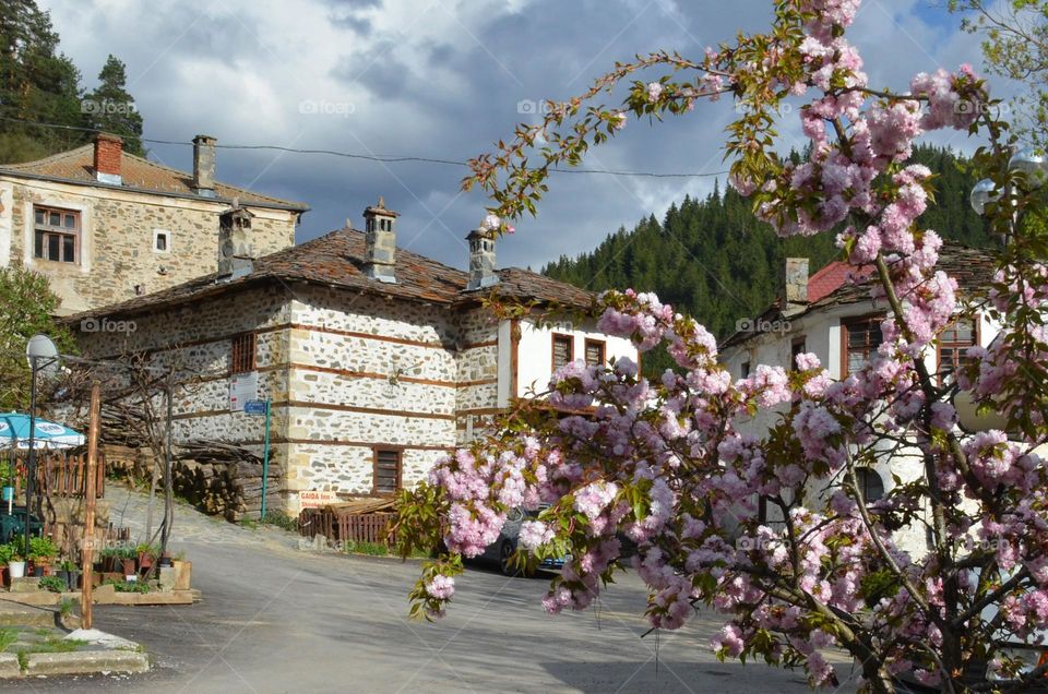 Spring Urban Nature, Plants, Bulgaria