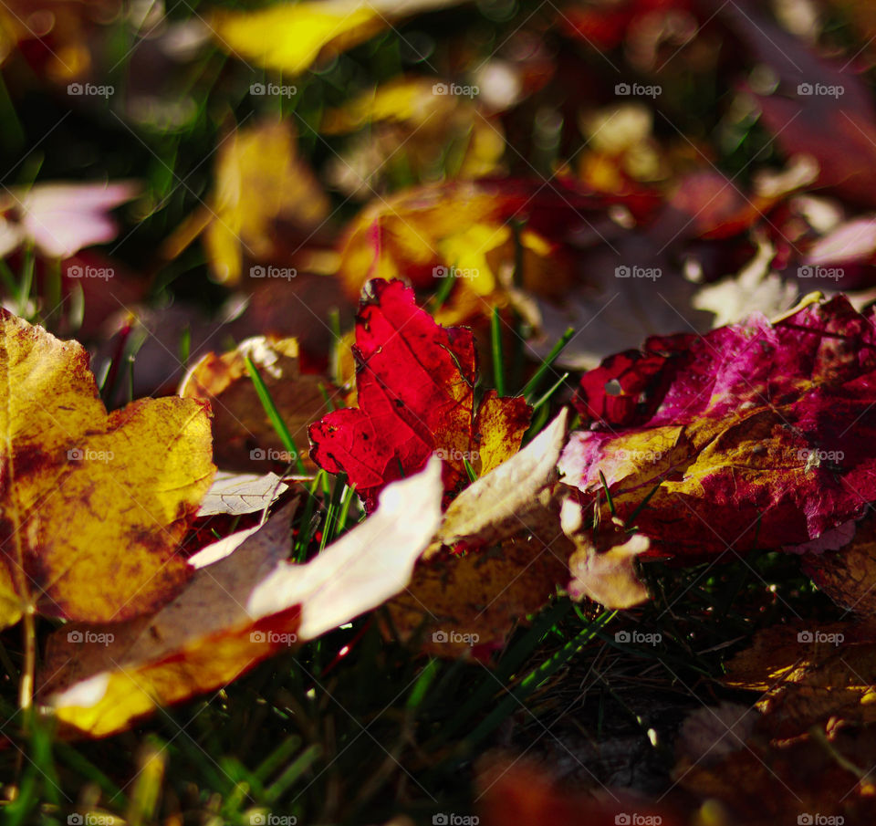 beautiful fall leaves on the ground