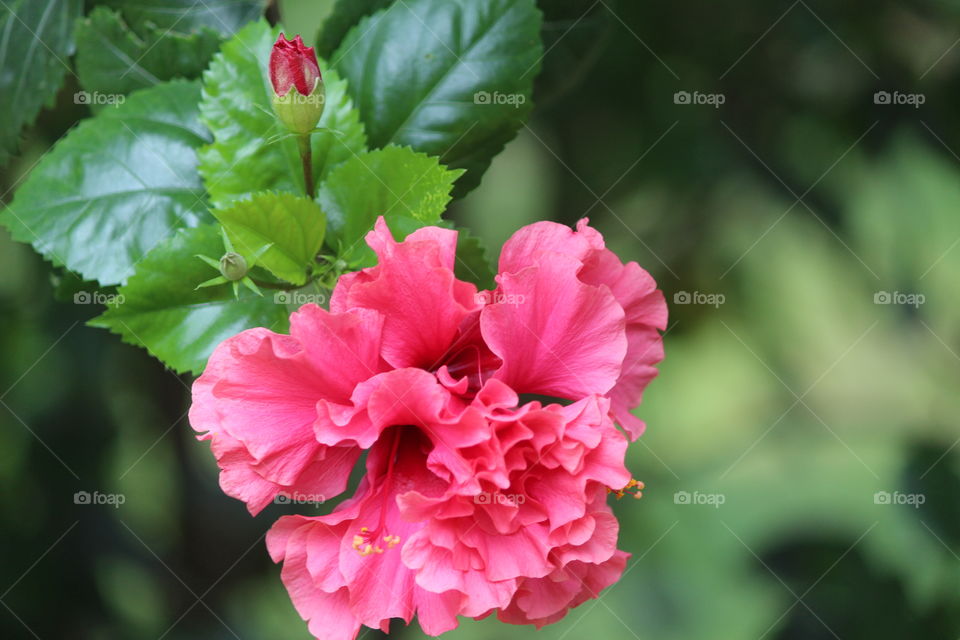 Natural Blooming 🌸 flower