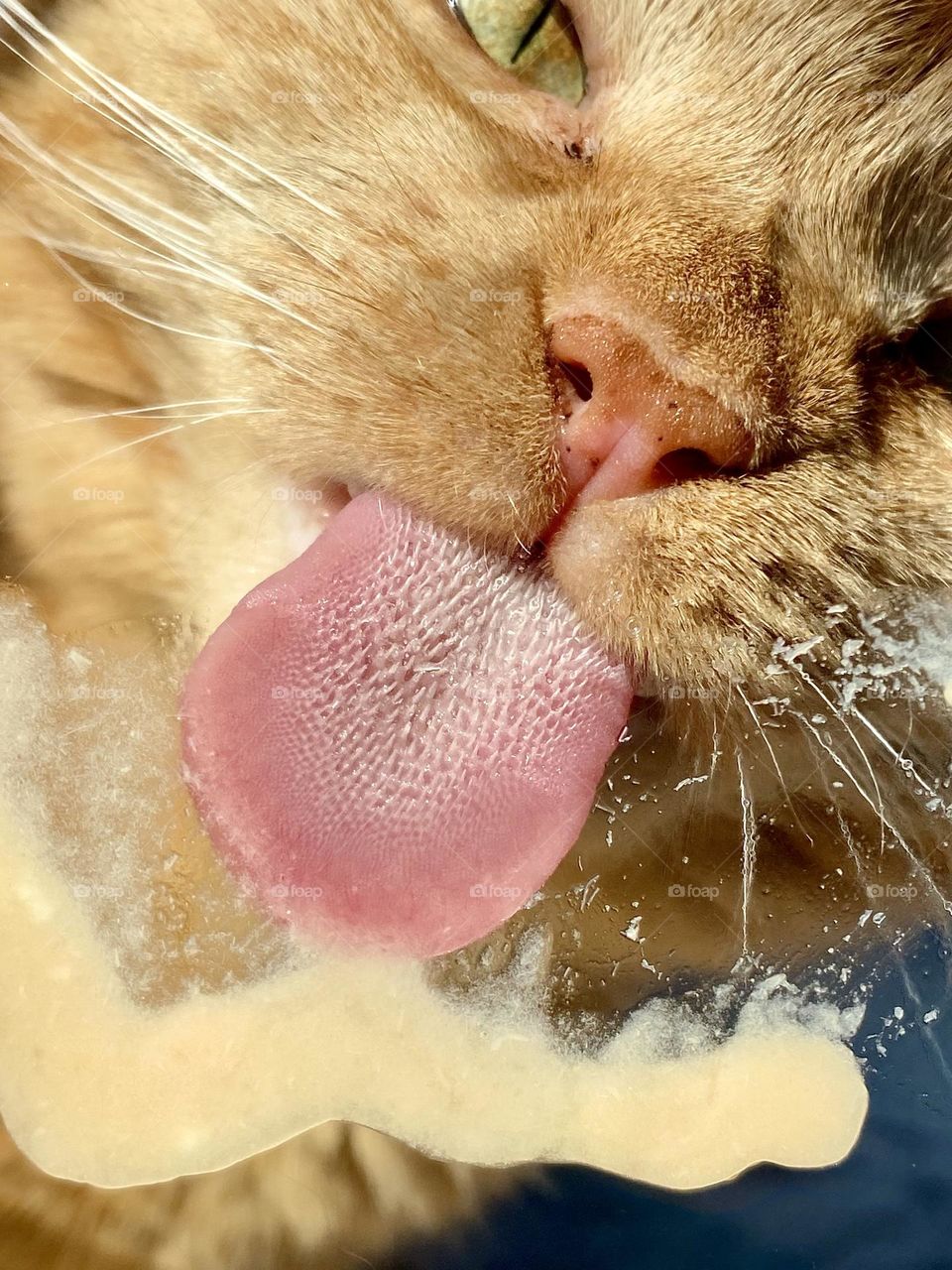 A cat licking some cat treat off a piece of glass