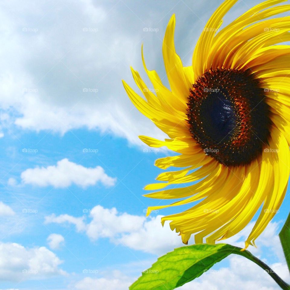 Swirling sunflower