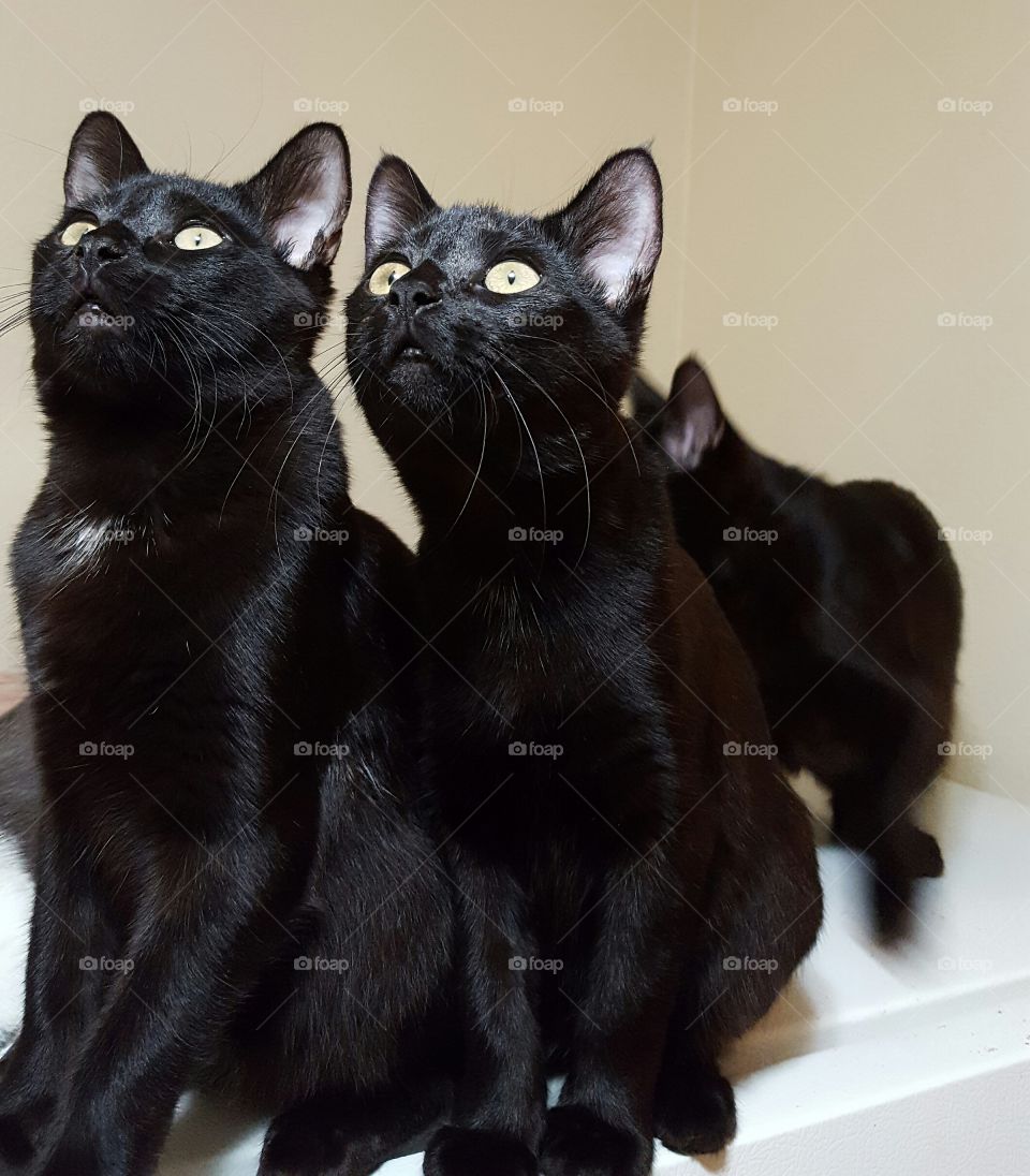 black kittens
