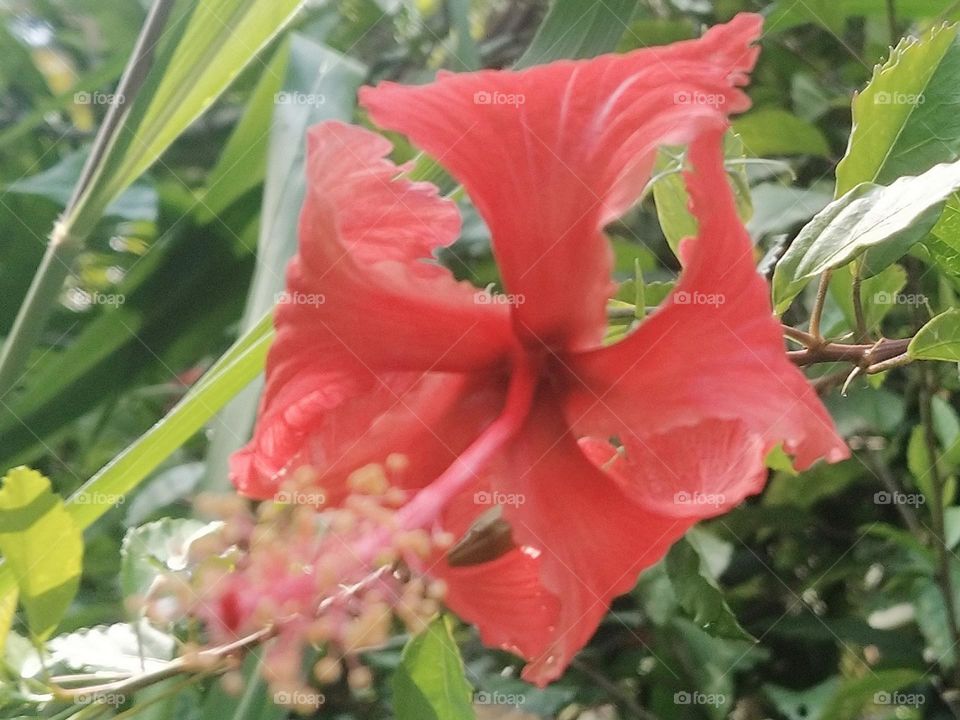 Red Hibiscus Flower