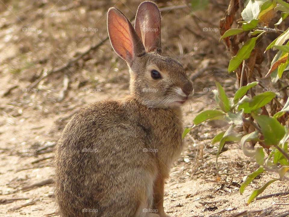 Close-up of a cute bunny