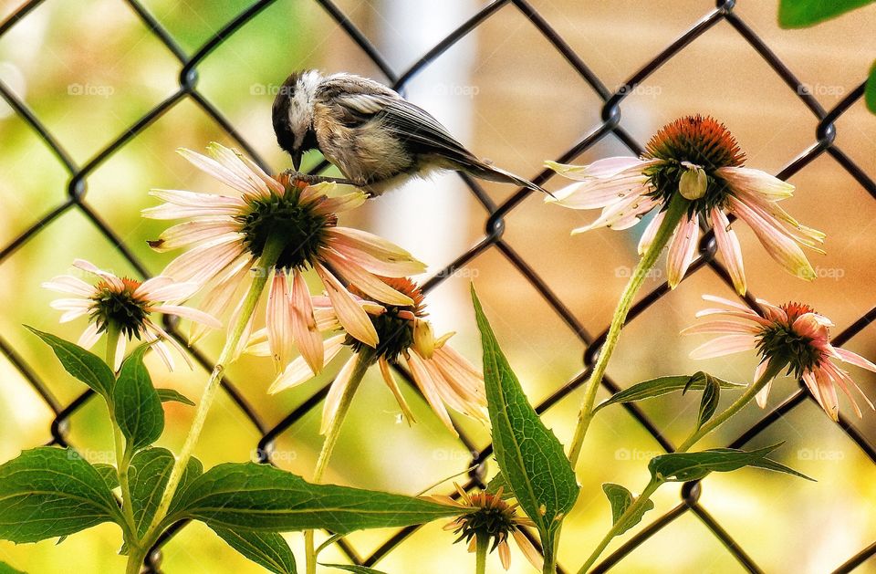 My yard Chickadee feasting on a Rudbeckia 