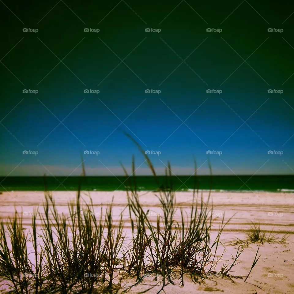 Seagrass 