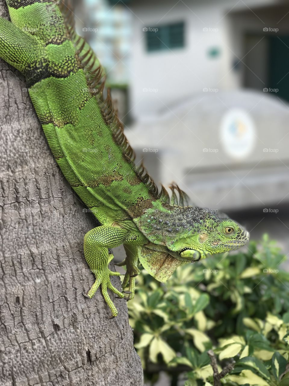 A beautiful green iguana ready to run from a coconut tree in Deerfield Beach, Florida. 