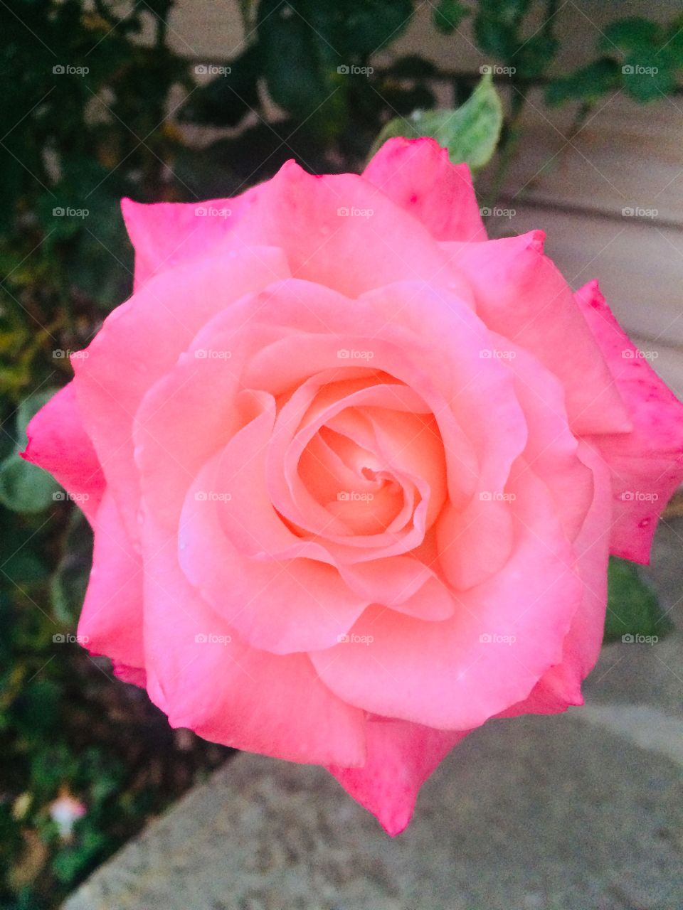 Rose close up