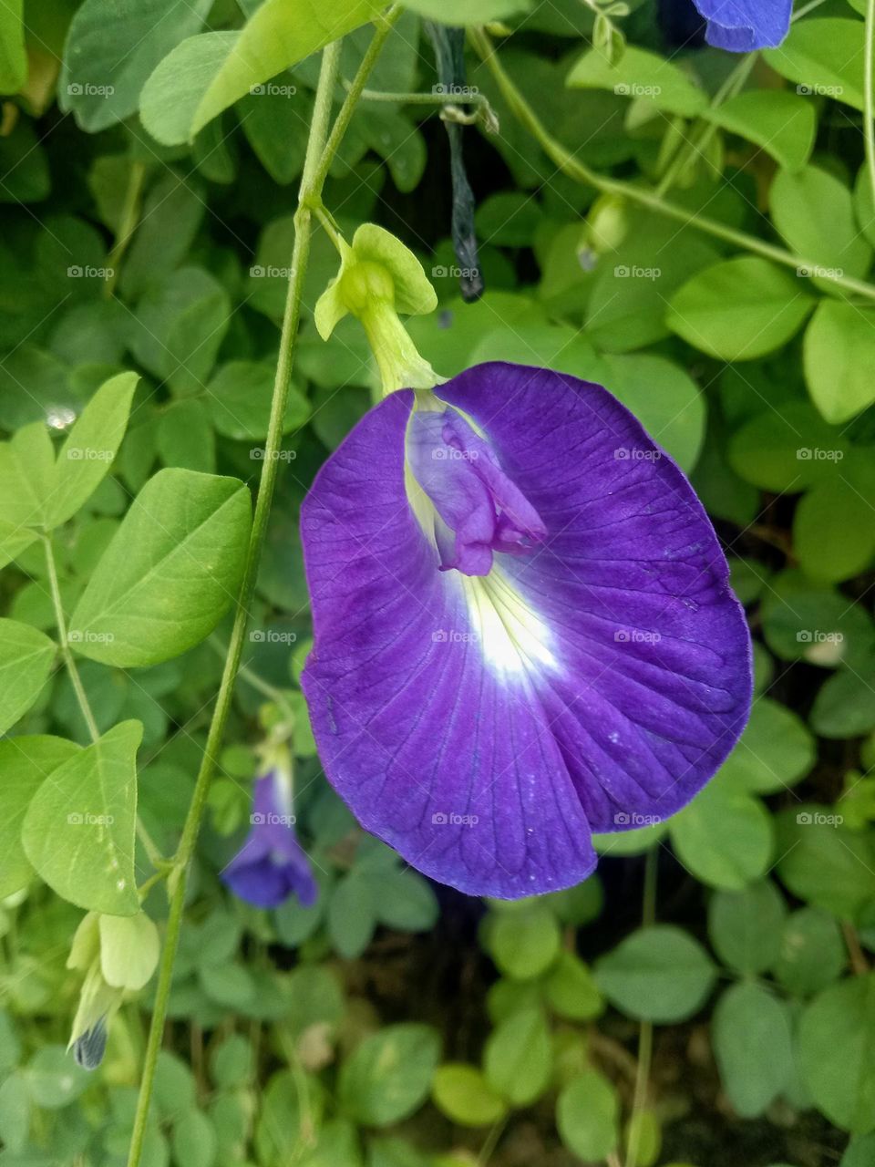 Butterfly pea flower, or Clitoria ternatea, is a climbing plant with distinctive purplish-blue flowers, although there are also purple and white variants.