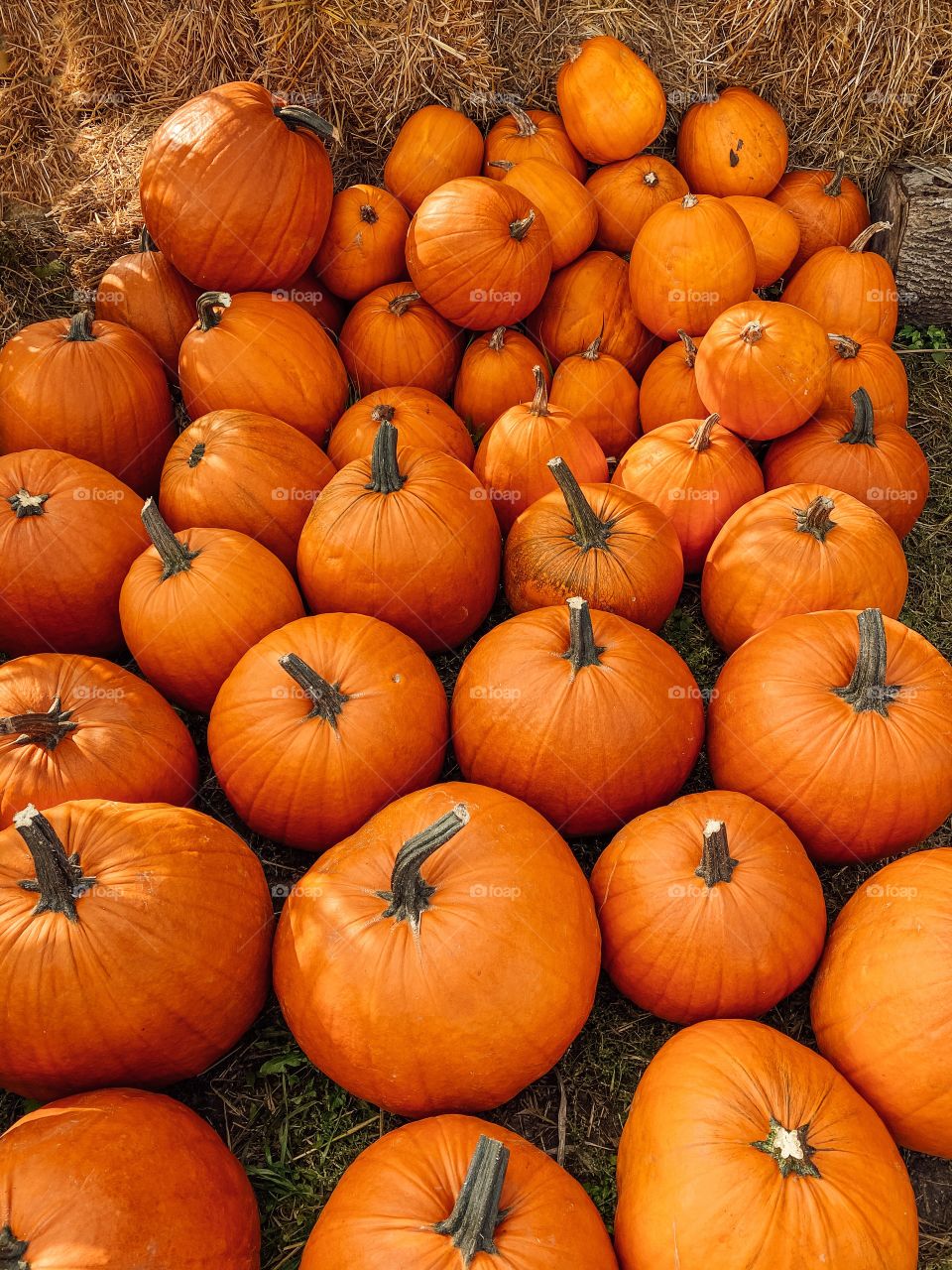 Pumpkins