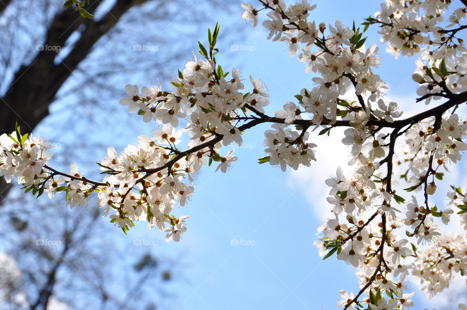 Blooming tree branch 