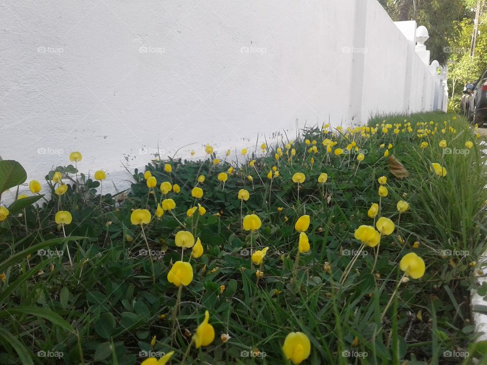 street of yellow flowers
