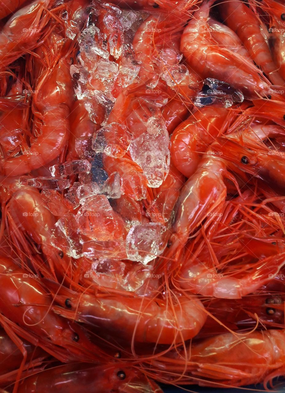 Gamba roja de Dénia