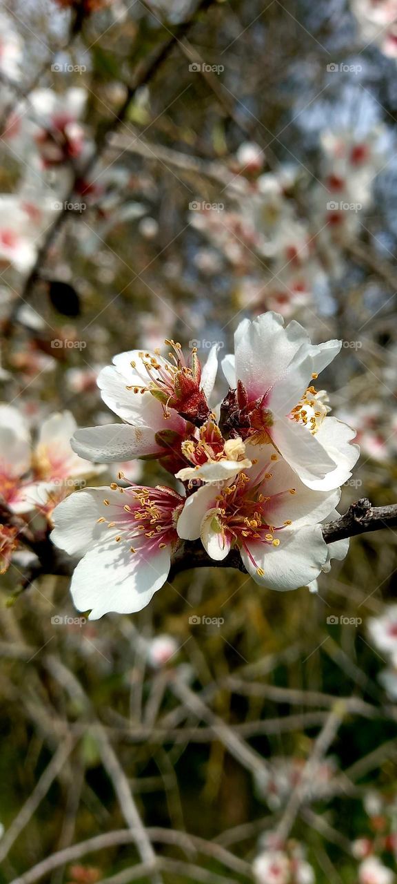 Almond tree